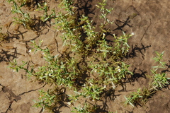 Gratiola quartermaniae