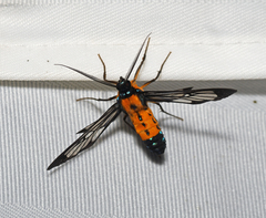 Sarosa notata