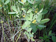 Myrica gale tomentosa