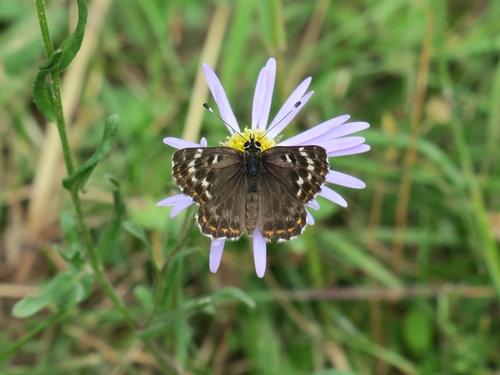 Polycaena kansuensis