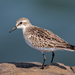 Semipalmated Sandpiper - Photo (c) Bill Keim, some rights reserved (CC BY)