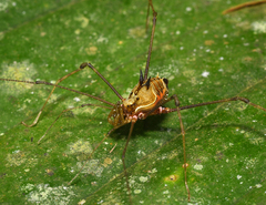 Cranaidae