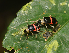 Paratriarius adonis