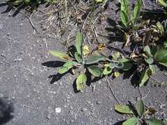 Plantago camtschatica