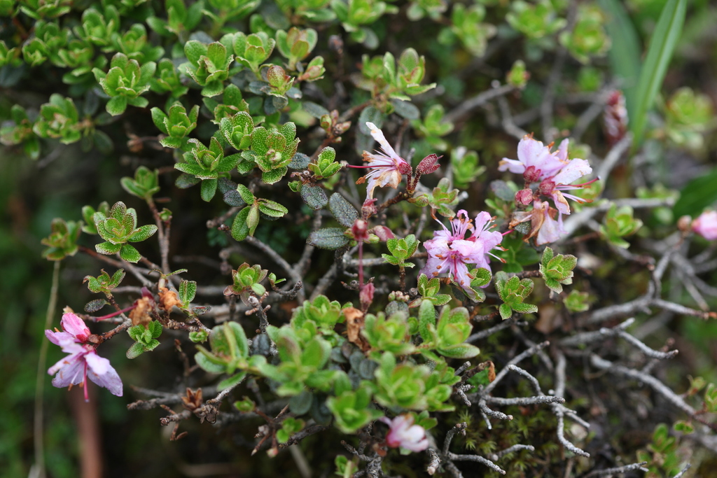 Fragariflora