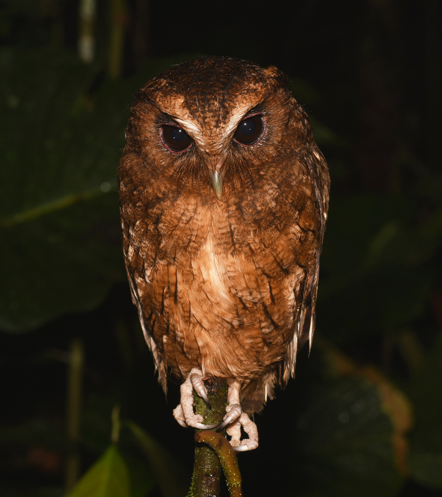 Rufescent Screech-Owl (Megascops ingens) photo