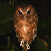 Rufescent Screech-Owl - Photo (c) Josh Vandermeulen, some rights reserved (CC BY-NC-ND), uploaded by Josh Vandermeulen