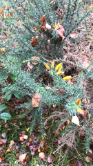 Ulex europaeus