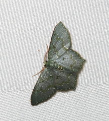 Chloropteryx diluta