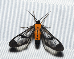 Sarosa notata