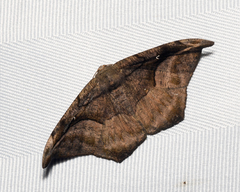 Oxydia scriptipennaria