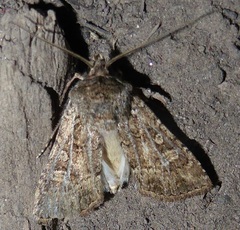 Agrotis orthogonia