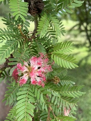 Calliandra californica