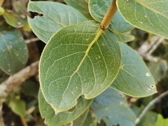Monimia rotundifolia