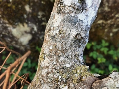 Monimia rotundifolia