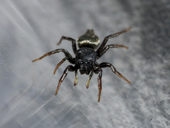 Heliophanus chovdensis