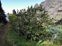 Monimia rotundifolia