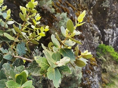 Monimia rotundifolia