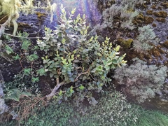 Monimia rotundifolia