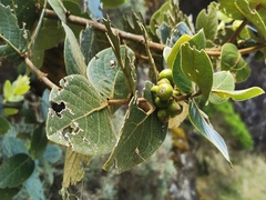 Monimia rotundifolia