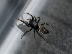 Heliophanus chovdensis