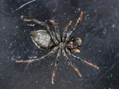 Heliophanus chovdensis