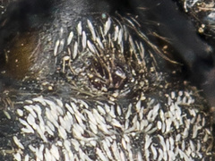 Heliophanus chovdensis