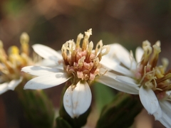 Aster baccharoides