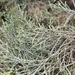 Seriphium passerinoides - Photo (c) Jean-Philippe BASUYAUX, algunos derechos reservados (CC BY-NC), subido por Jean-Philippe BASUYAUX