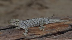 Homopholis walbergii