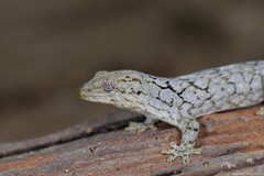 Homopholis walbergii