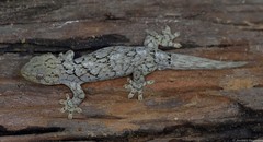 Homopholis walbergii