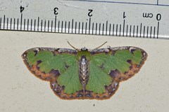 Eucyclodes buprestaria