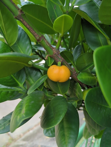 Common Garcinia (Garcinia subelliptica)