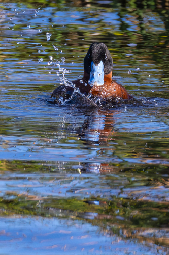 iNaturalist: (c) John Gale, some rights reserved (CC BY-NC), uploaded by John Gale iNaturalist image