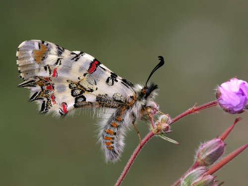 Zerynthia deyrollei (Oberthür, 1869)