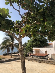 Anacardium occidentale