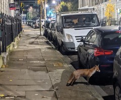 Vulpes vulpes