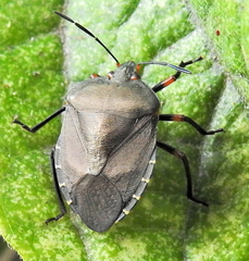 Caura rufiventris