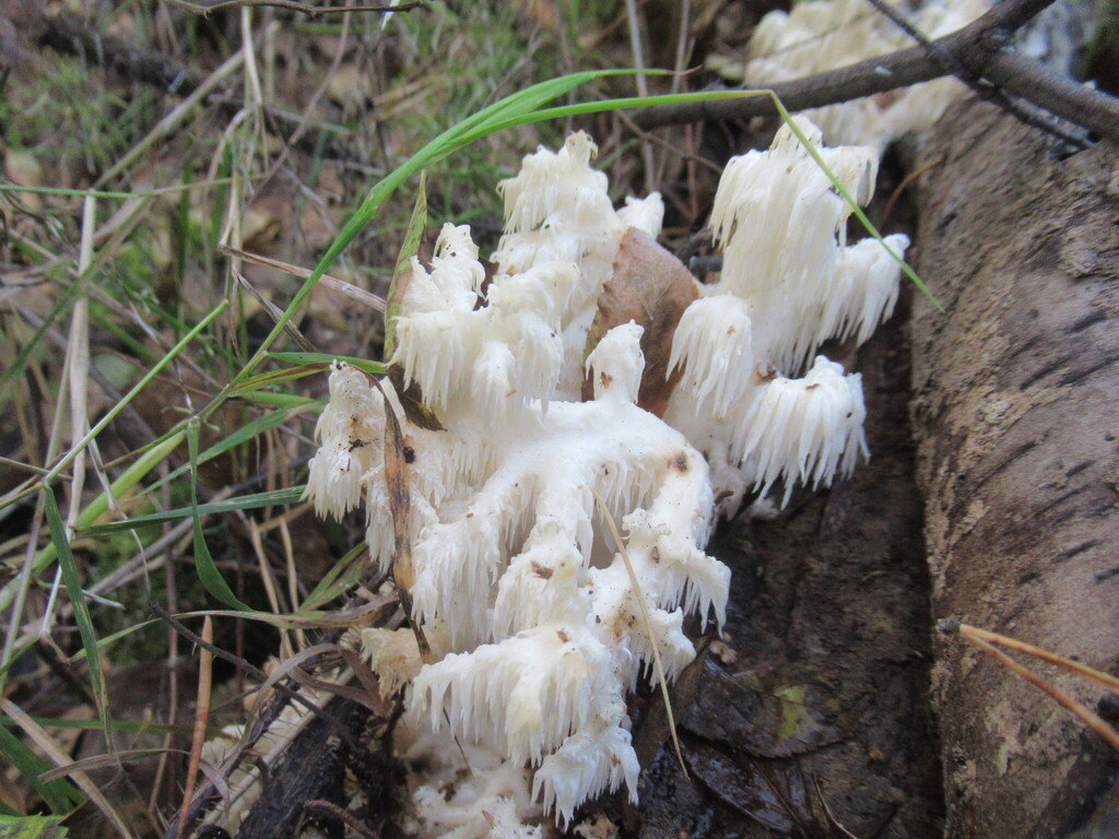 Hericium coralloides · September 2025 · photo: © smsergey (iNaturalist, cc-by-nc)