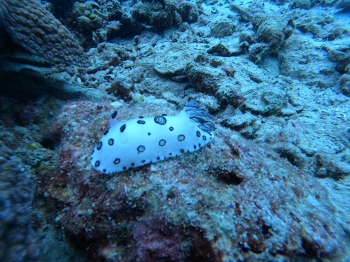 Jorunna funebris