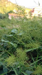 Panicum sarmentosum
