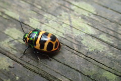 Chrysocoris fascialis