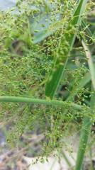 Panicum sarmentosum