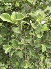 Vangueria macrocalyx