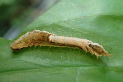 Drapetodes mitaria