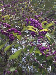 Callicarpa dichotoma