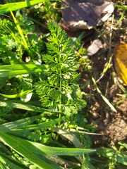 Torilis nodosa