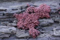 Arcyria stipata