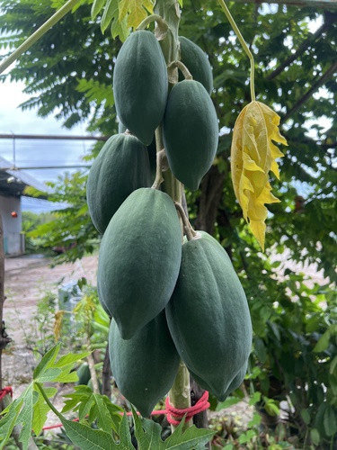 Papaya